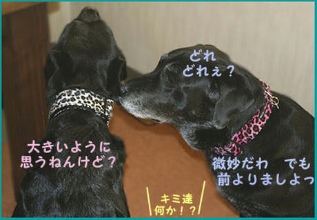 081121_3.jpg