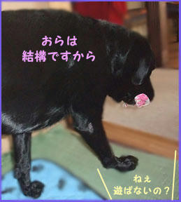081212_4.jpg