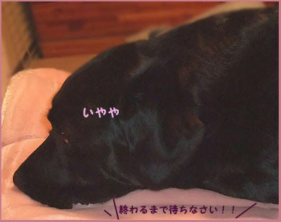 081214_6.jpg