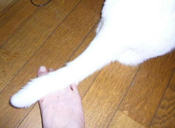 しっぽで気をひく