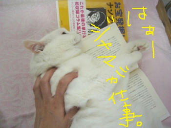 ヤクルト 空気読まない力発揮して胴上げ阻止しよう 白猫といっしょ いや むしろ白猫の下僕