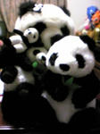 20070812231648.jpg