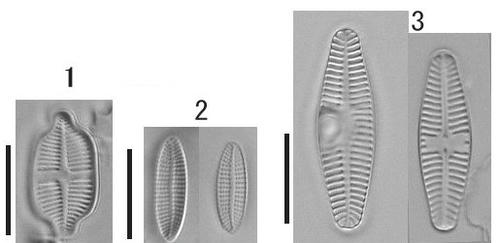 achnanthidium.jpg