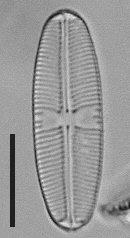sellaphora_a.jpg
