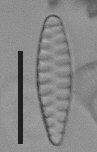 punctastriata.jpg