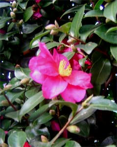 DSC08166.jpg