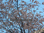 ミラノ（Milano）の桜