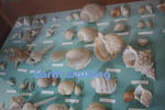 道の駅『白崎海洋公園』の貝殻の展示館