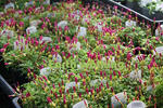 なばなの里の花市場