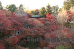 東福寺の通天橋からの紅葉