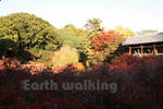 東福寺の通天橋からの紅葉