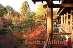 東福寺の通天橋からの紅葉