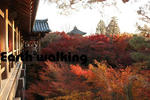 東福寺の通天橋からの紅葉