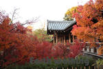 東福寺の紅葉