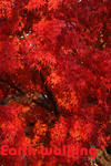 東福寺の紅葉
