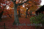 東福寺の紅葉