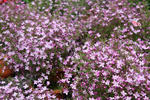 『なばなの里』の花市場