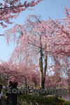 『なばなの里』の桜