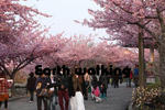 『なばなの里』の桜