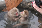 後楽館の露天風呂でお猿と混浴