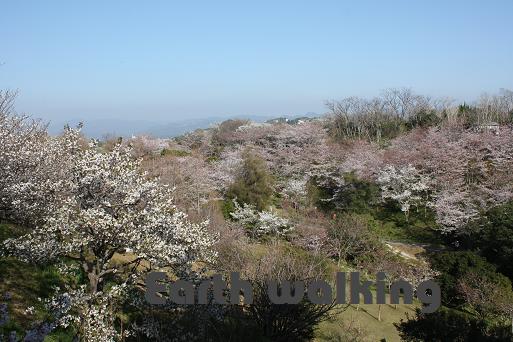 平草原公園の桜