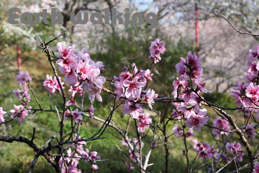 平草原公園の桜