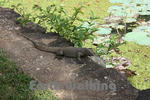シーギリヤロック（Ancient City of Sigiriya）のトカゲ