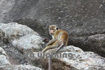 シーギリヤロック（Ancient City of Sigiriya）のお猿さん