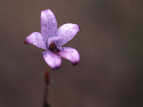 purpleenamel.jpg