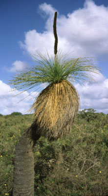 grasstree.jpg