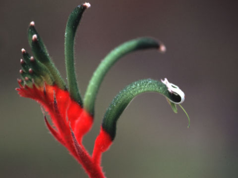 kangaroopaw02.jpg