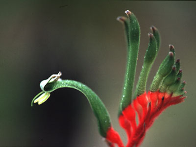 kangaroopaw03.jpg