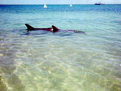 dolphin02.jpg