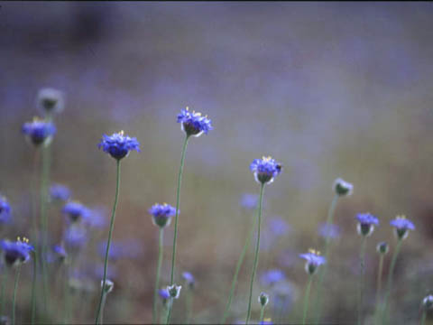 nativecornflower.jpg