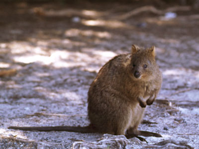 quokka.jpg