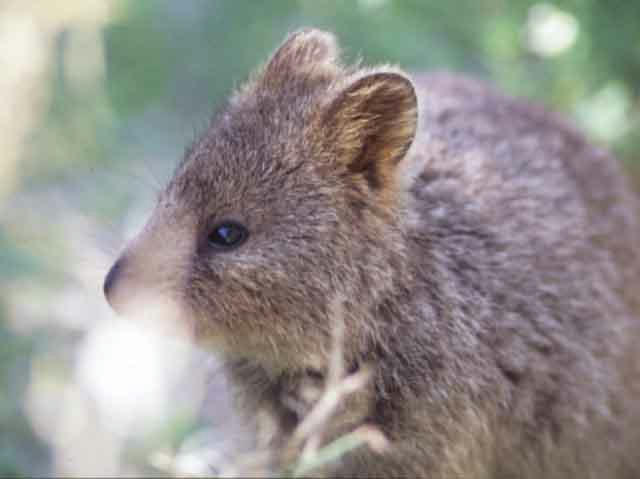 Quokka05.jpg