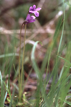 butterwort03.jpg