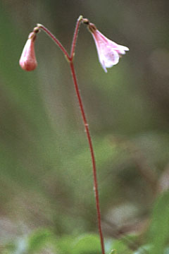 twinflower04.jpg