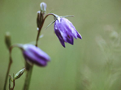 harebell02.jpg