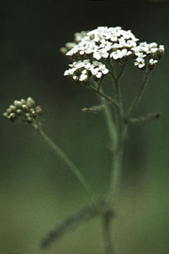 075yarrow02.jpg