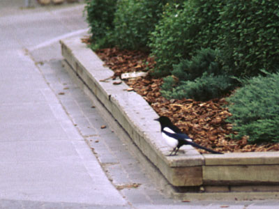 087magpie.jpg