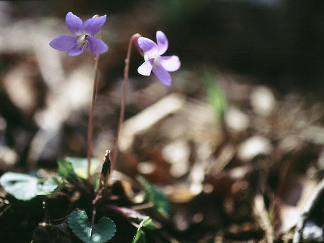 060408s03902.jpg