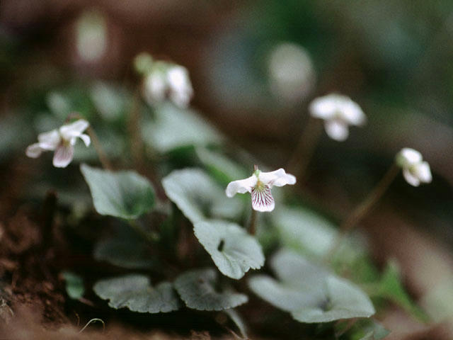 060408s05802.jpg