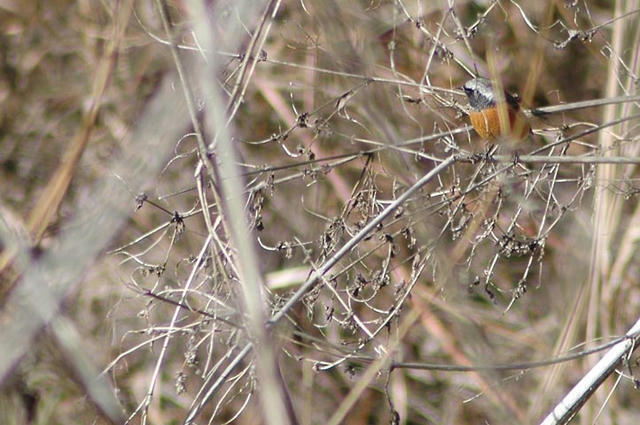 020_080101D_5156joubita.jpg