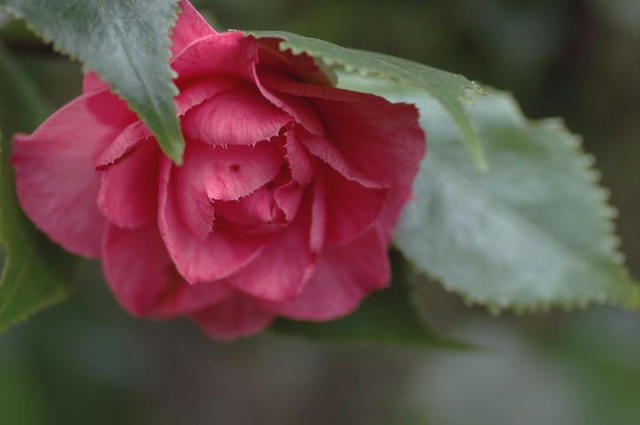 070303_1575v_sakuraba.jpg