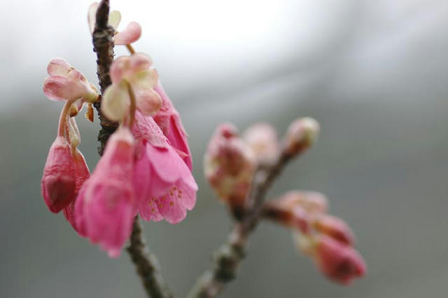 070303_1546kanhizakura.jpg