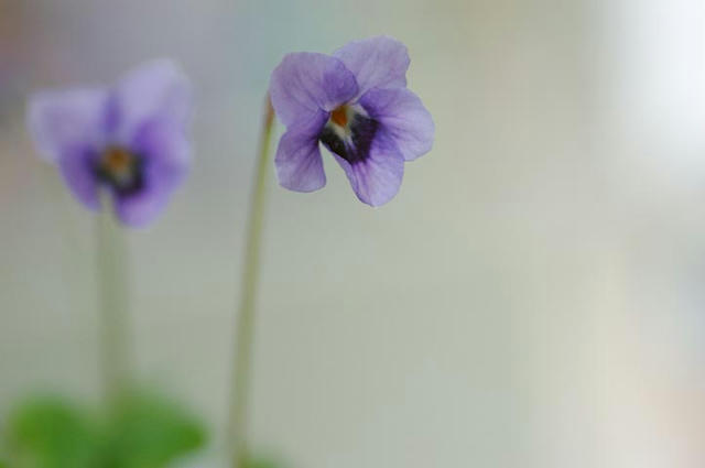 001_080329D_5310ootati.jpg