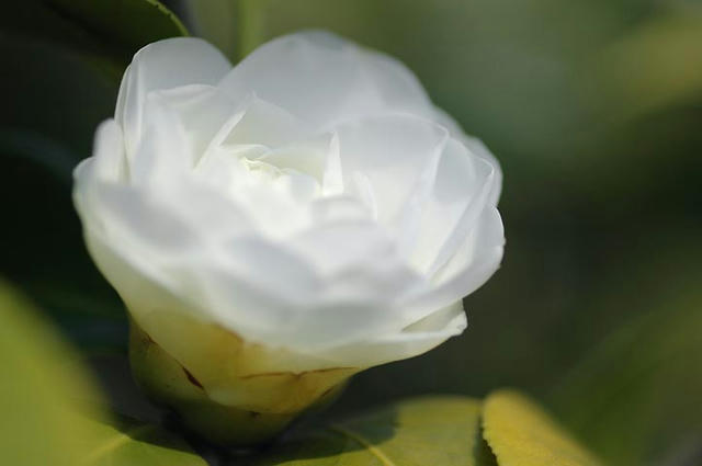 013_D_5248hakutozan.jpg