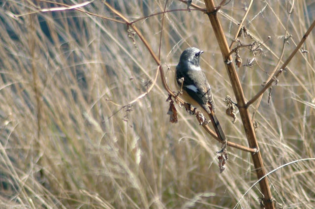 013_090101D_9212jobitaki.jpg