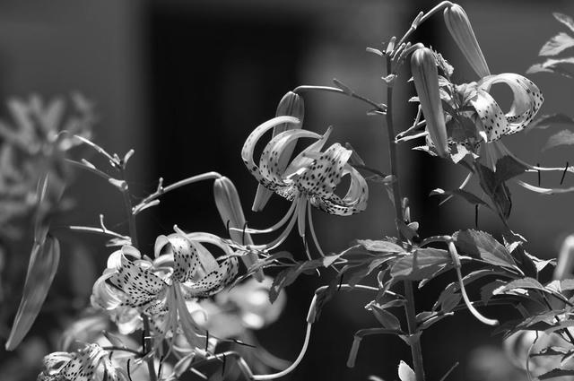 100718D9_42892.jpg